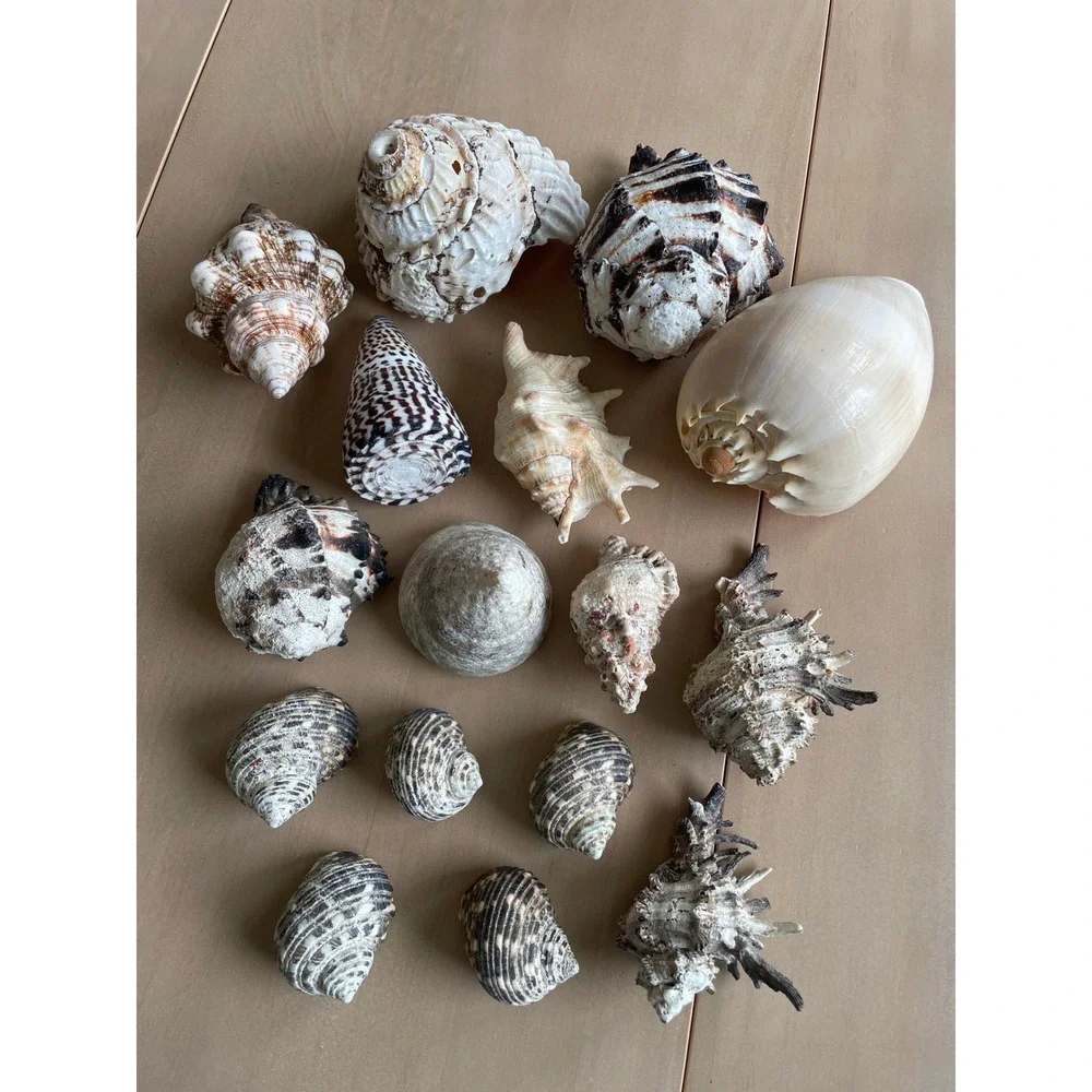 Large Mixed Seashell Collection 16 Natural Beach Shells Craft Decor Display Lot